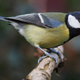 A great tit